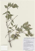 藏品(玉山灰木)的圖片